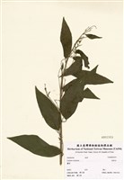 藏品(夜香花)的圖片